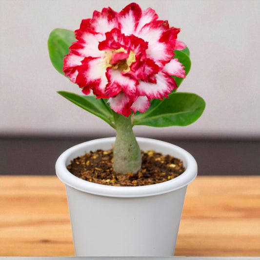 Adenium R82