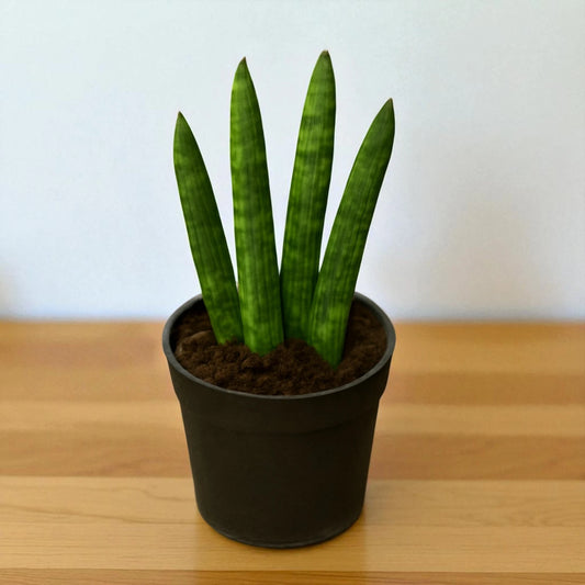 Sansevieria Cylindrica (Bare Rooted )