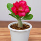 Adenium R83