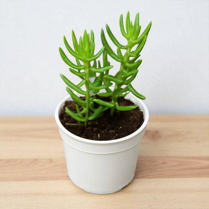 Crassula Tetragona (Bare Rooted)