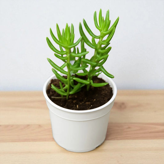 Crassula Tetragona (Bare Rooted)