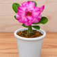 Adenium R84