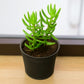 Crassula Tetragona (Bare Rooted)