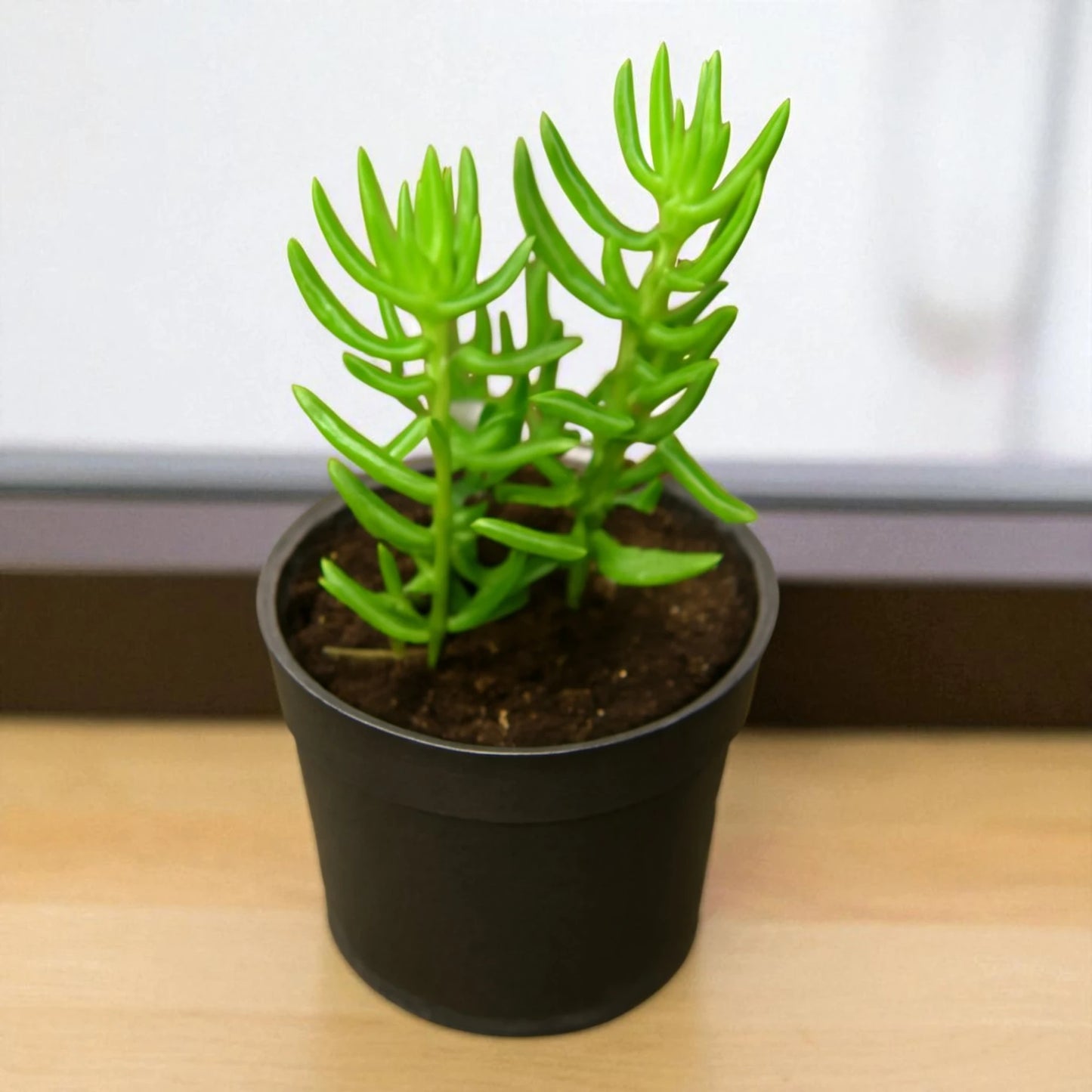 Crassula Tetragona (Bare Rooted)