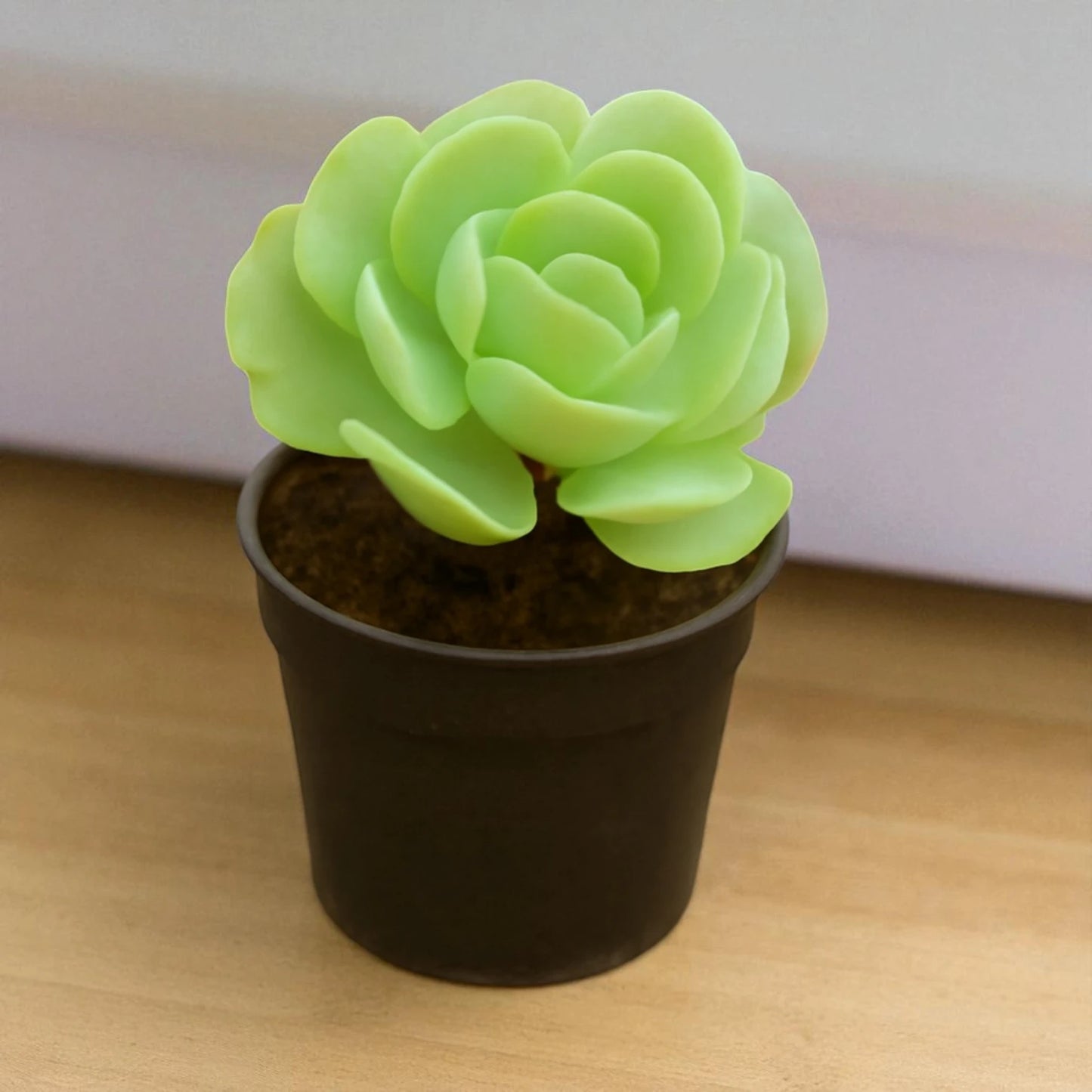 Echeveria Pallida (Bare Rooted)