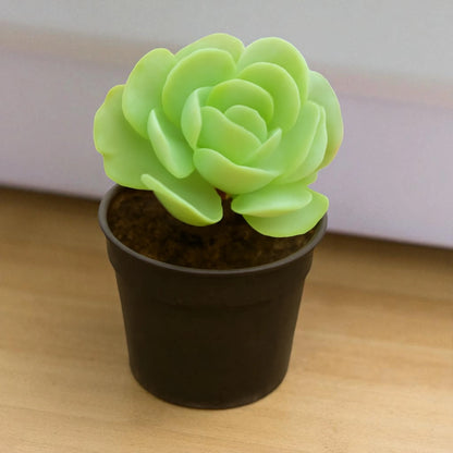 Echeveria Pallida (Bare Rooted)