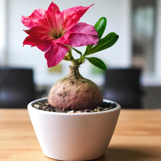 Adenium R85