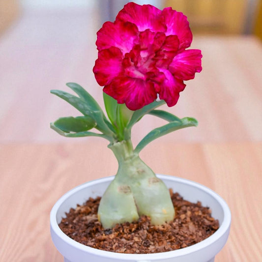 Adenium R86
