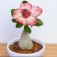 Adenium R88