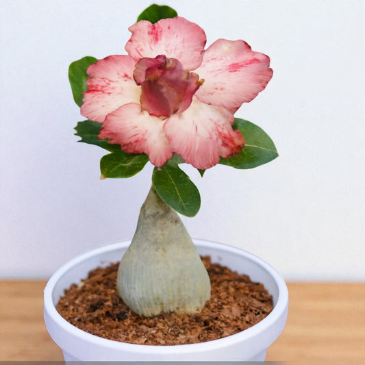 Adenium R88