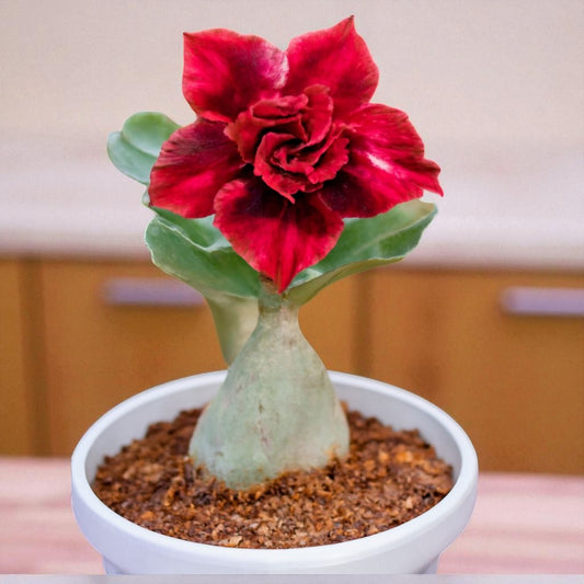 Adenium R89