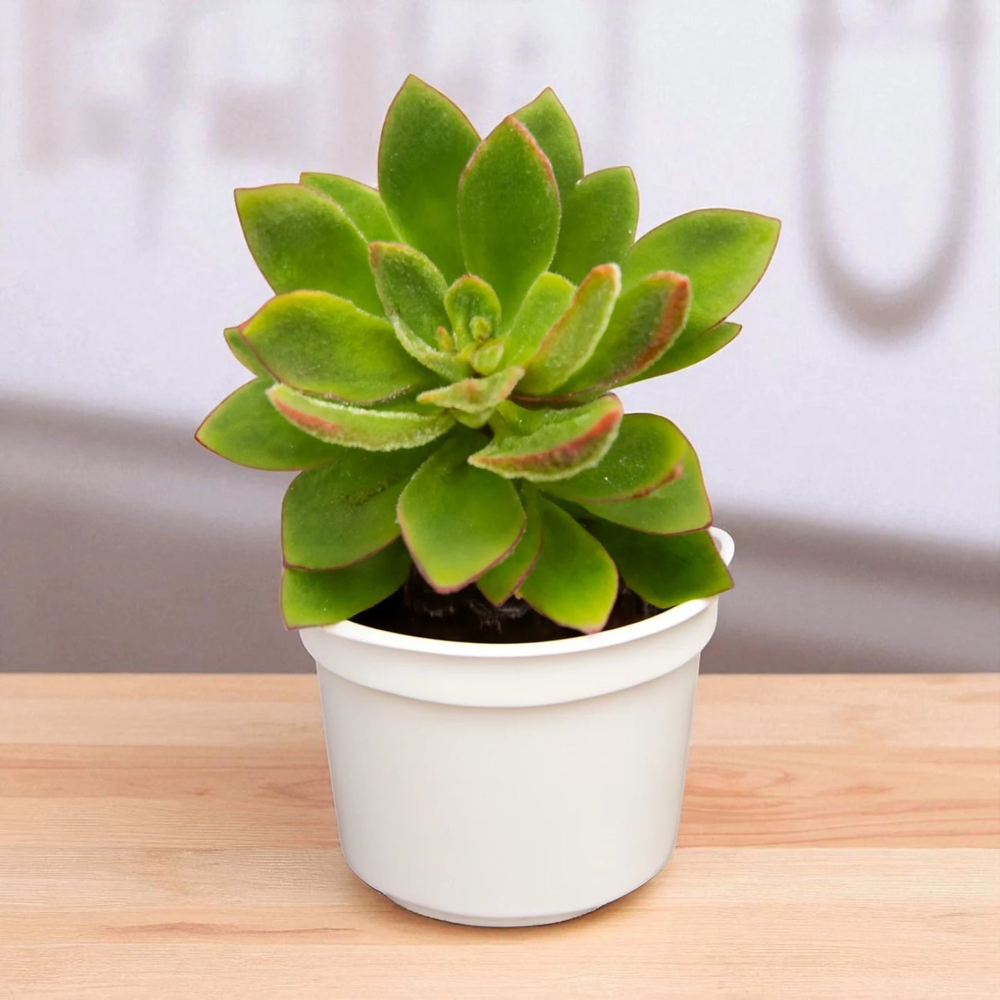 Echeveria Setosa Giant (Bare Rooted)