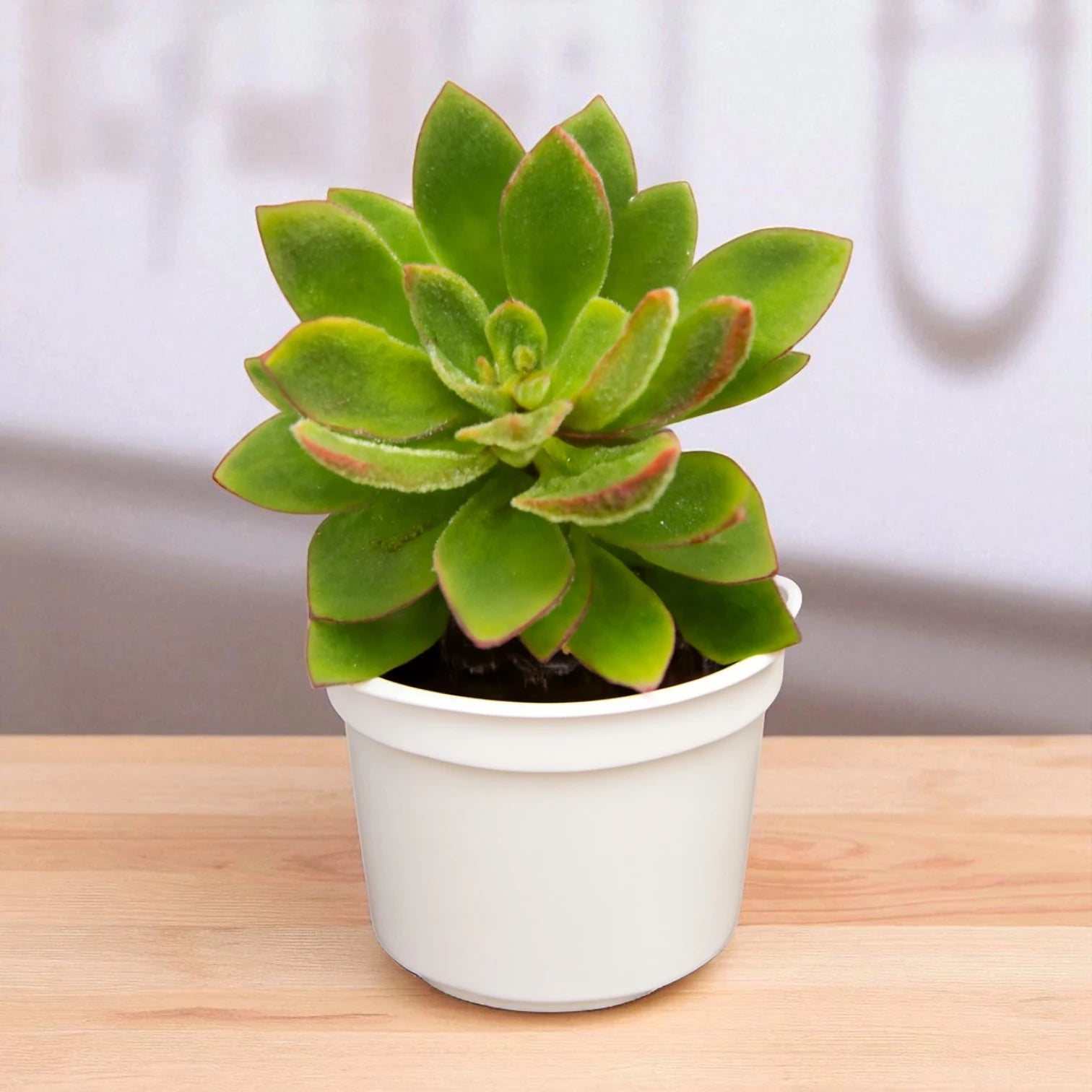 Buy Echeveria Setosa Giant Succulent Indoor Plant Online – Plant Orbit