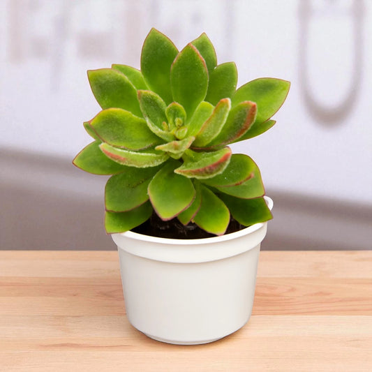Echeveria Setosa Giant (Bare Rooted)