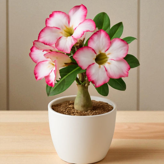 Adenium R87