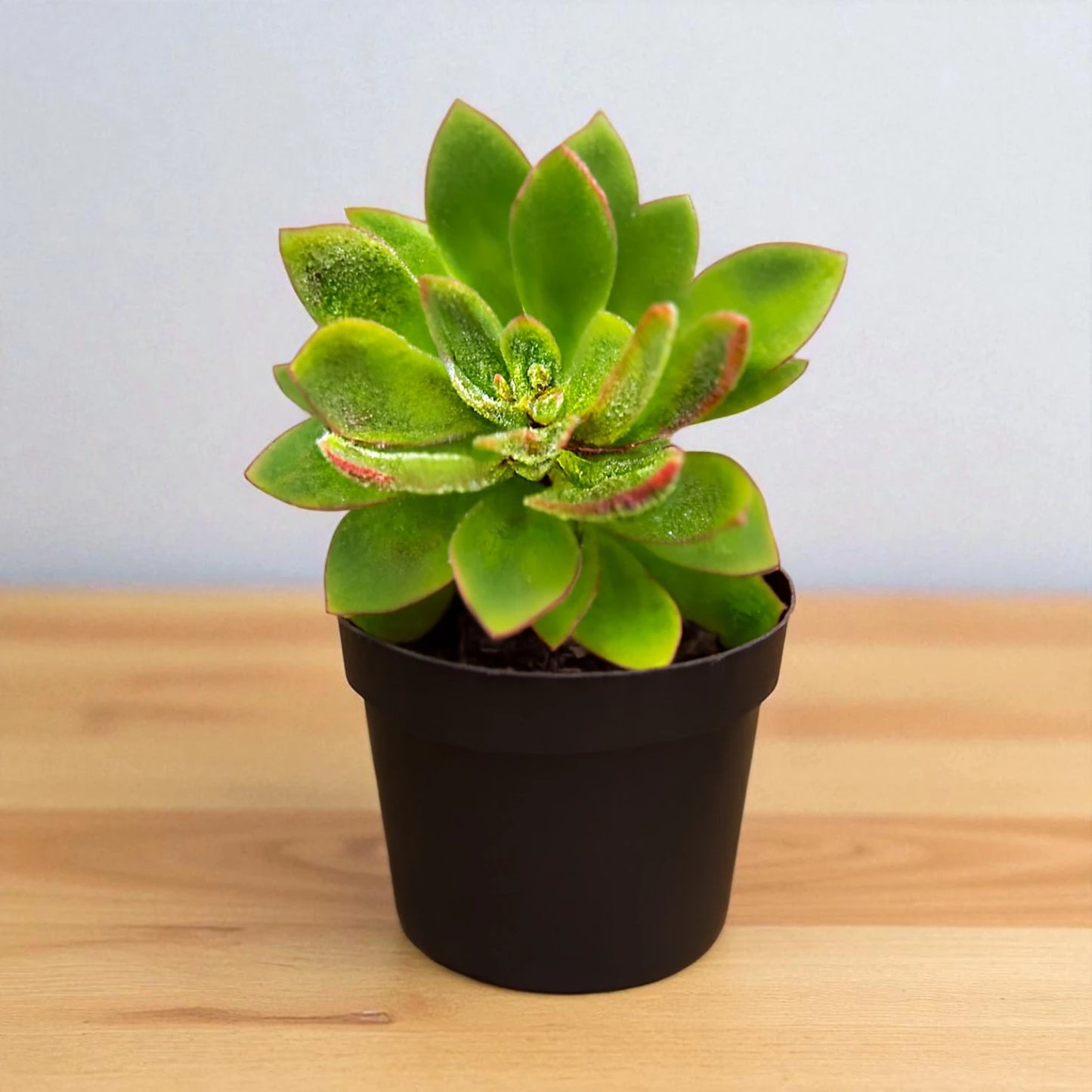 Echeveria Setosa Giant (Bare Rooted)