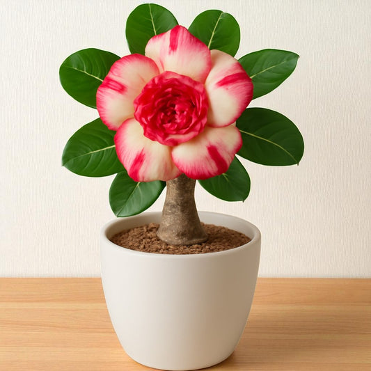 Adenium R91