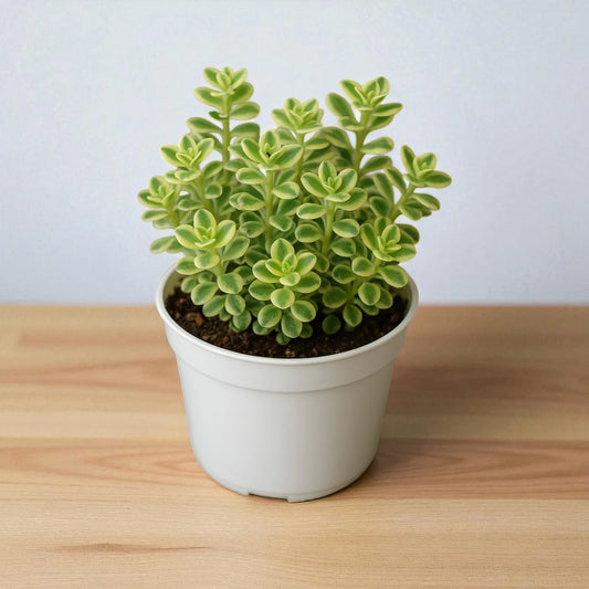 Sedum makinoi variegated
