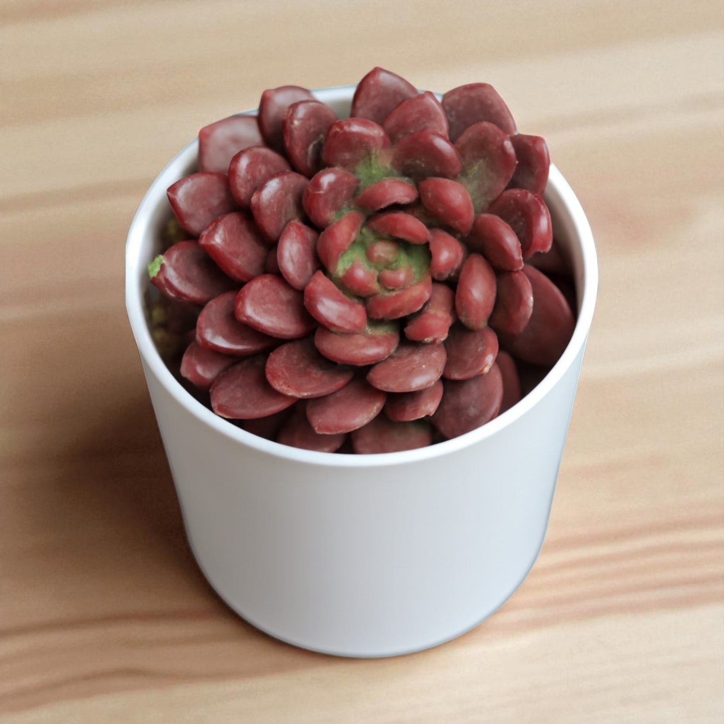Graptoveria ‘Bashful’