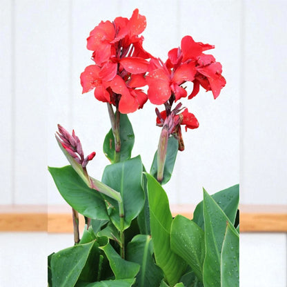 Canna Bulb