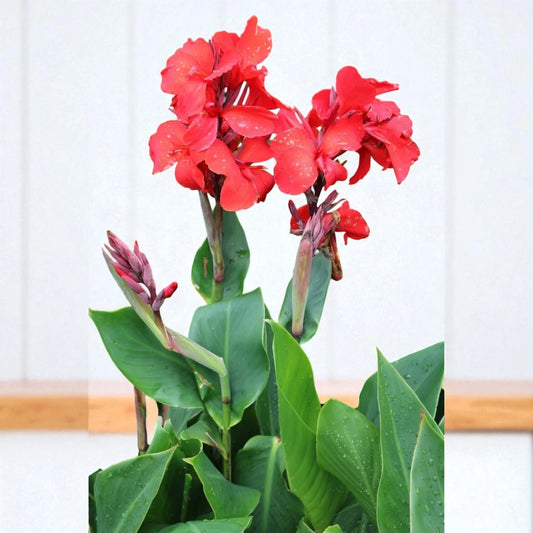 Canna Lily