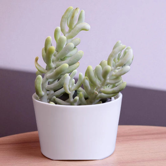 Sedum Allantoides