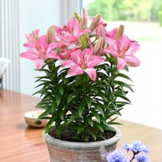 Asiatic Pink Bulb
