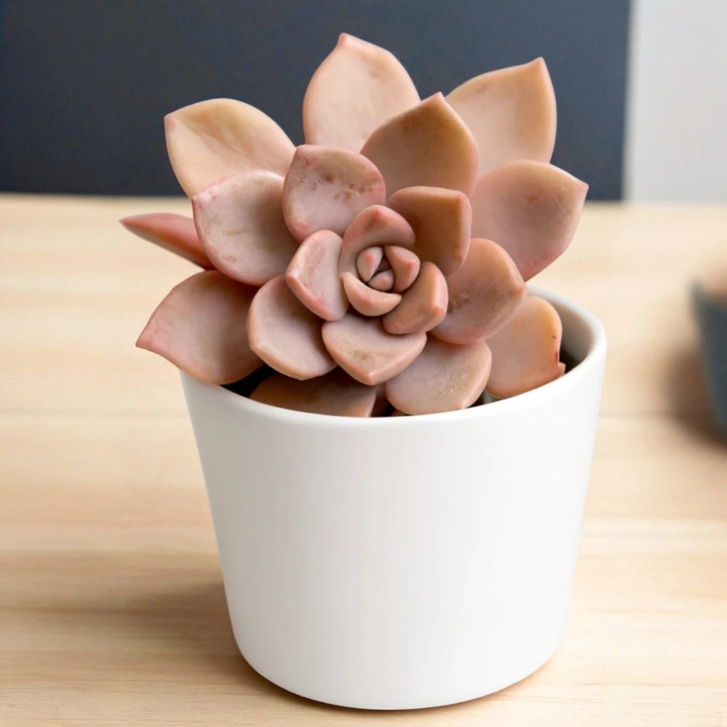 Echeveria 16