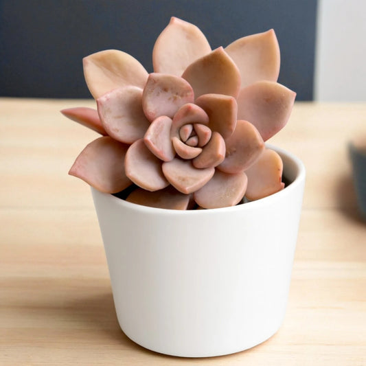 Echeveria 16