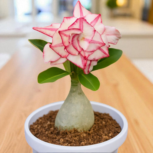 Adenium R90