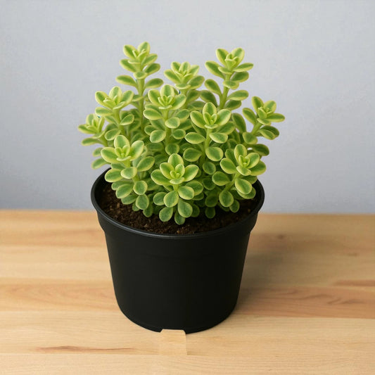 Sedum makinoi variegated