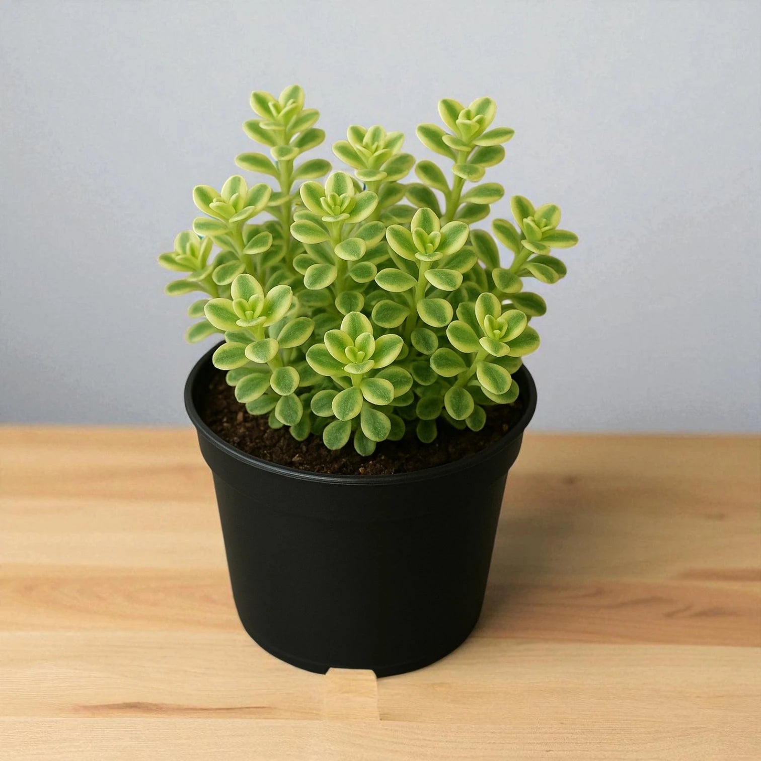 Sedum Makinoi Variegated