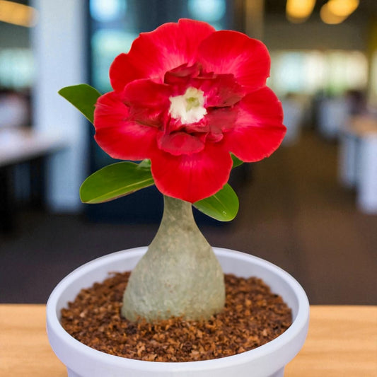Adenium R92