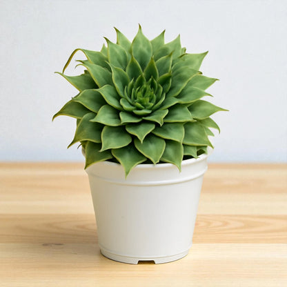 Graptoveria 'Silver Star' (Bare Rooted)
