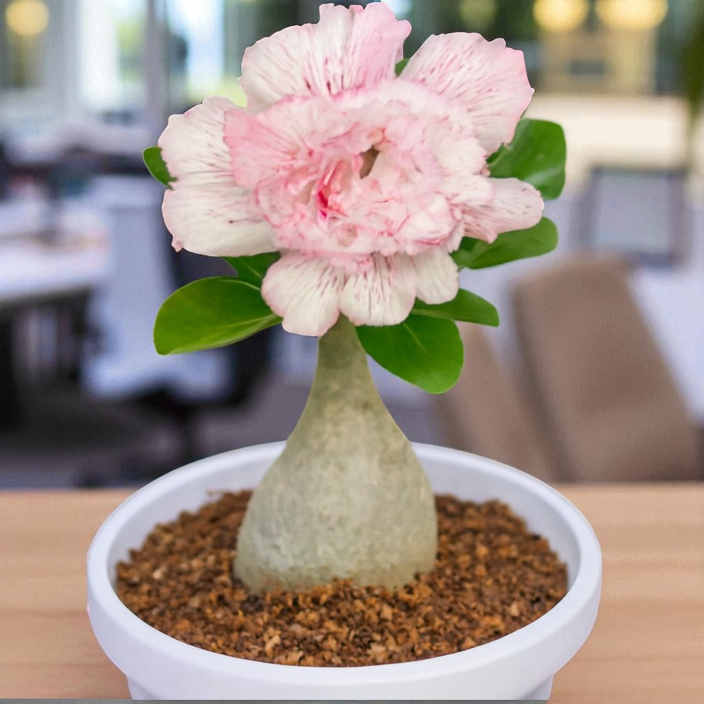 Adenium R95