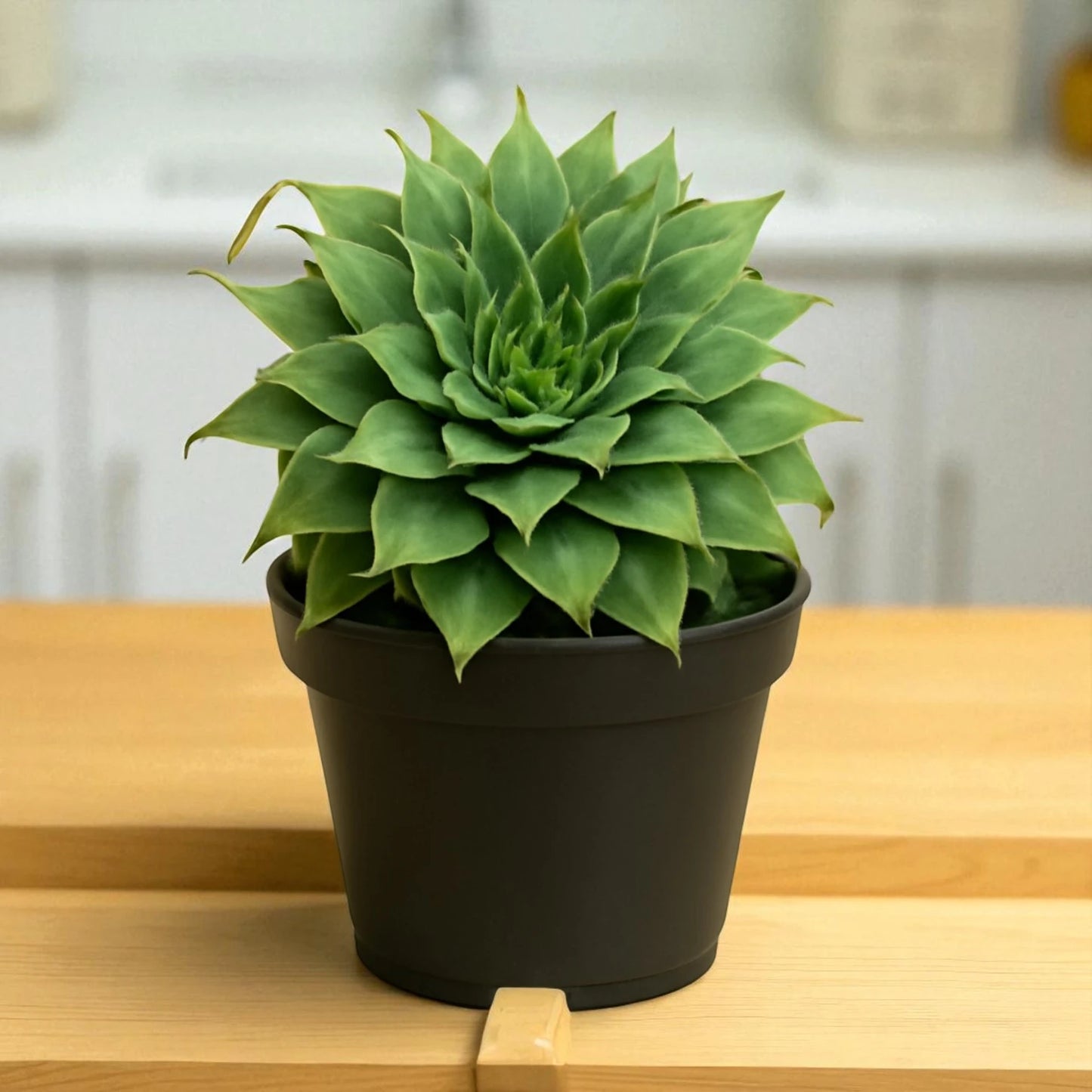 Graptoveria 'Silver Star' (Bare Rooted)
