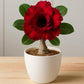 Adenium R93