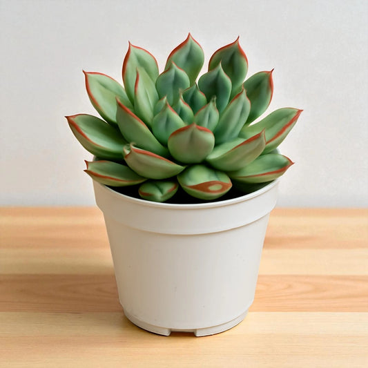Echeveria pulidonis (Bare Rooted)