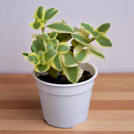 Crassula sarmentosa (BARE ROOTED)