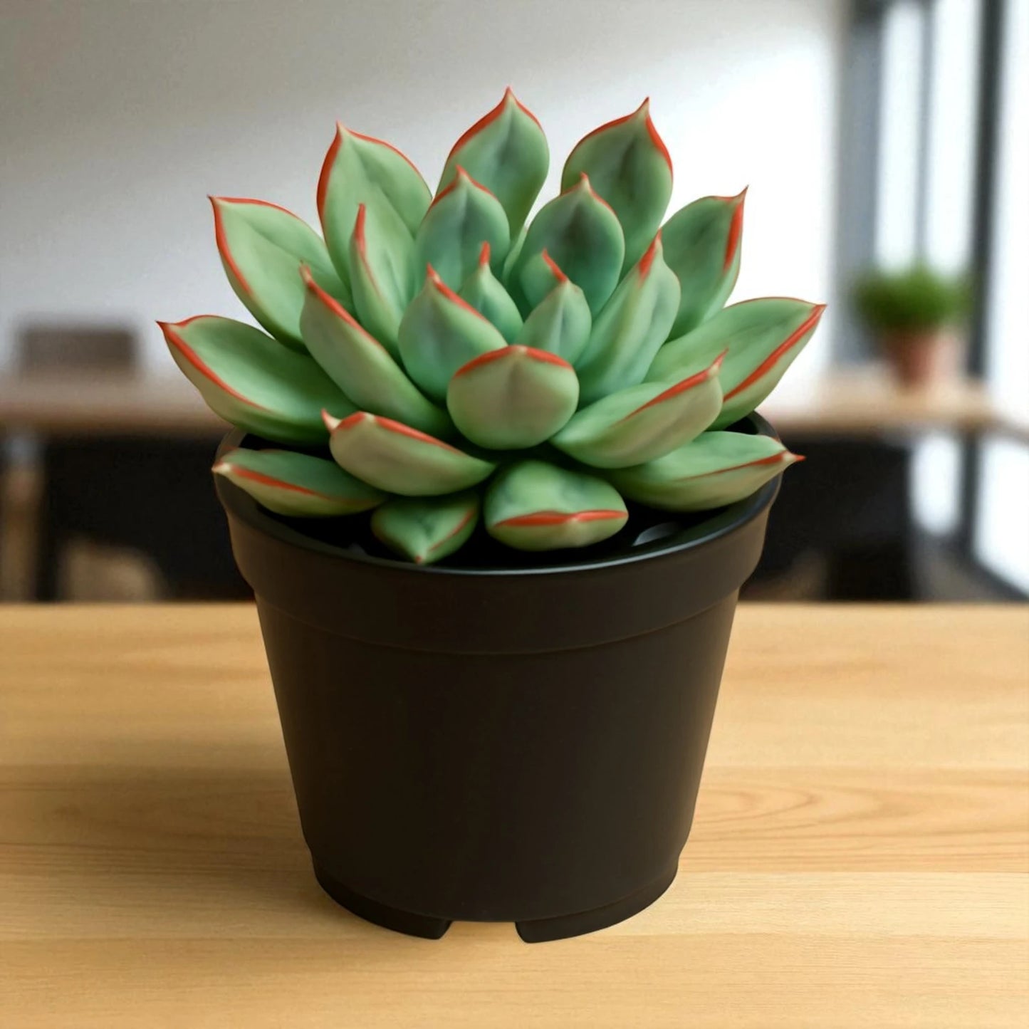 Echeveria pulidonis (Bare Rooted)