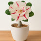 Adenium R97
