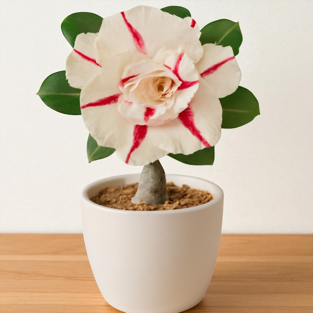 Adenium R97