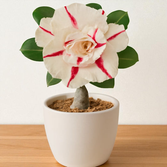 Adenium R97