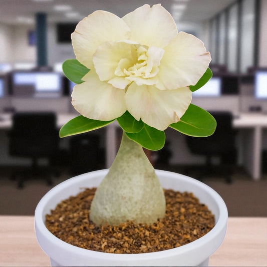 Adenium R96