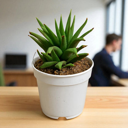 Haworthia atteunata (Bare Rooted)