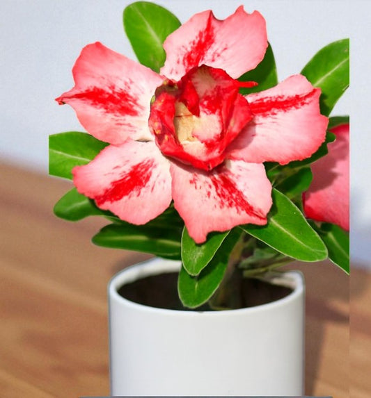 Adenium R99