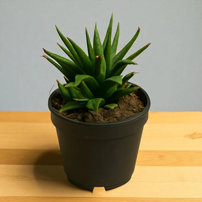 Haworthia atteunata (Bare Rooted)
