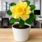 Adenium R98