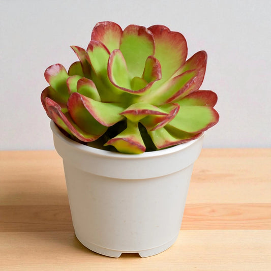 Sedum praealtum "Shrubby Stonecrop"