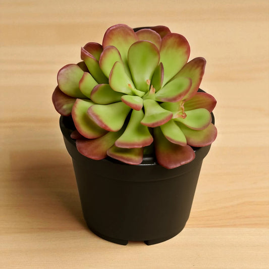 Sedum praealtum "Shrubby Stonecrop"